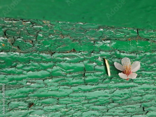 Obraz Ant and flower 01