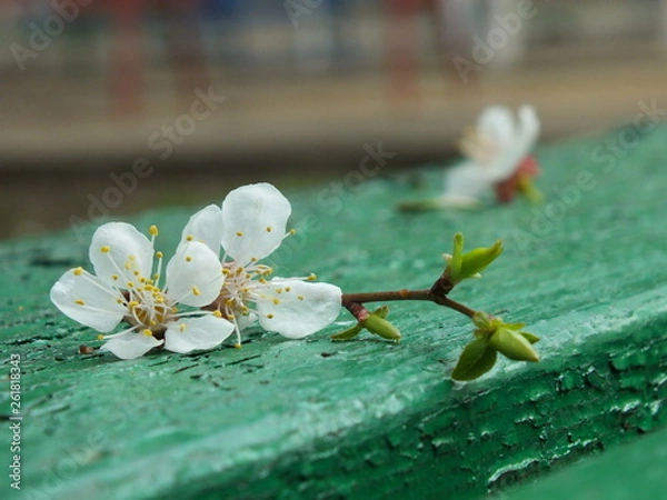 Obraz  apricot tree flowers