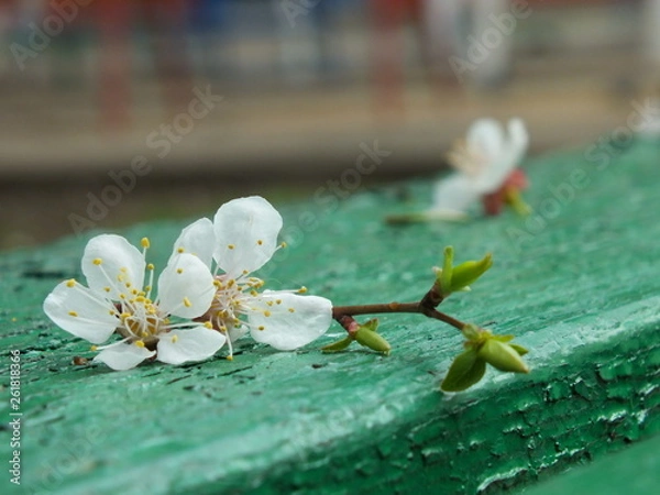 Obraz  apricot tree flowers 02