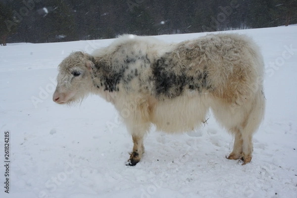 Fototapeta A young bull with white wool stands in a field in winter under falling snow.