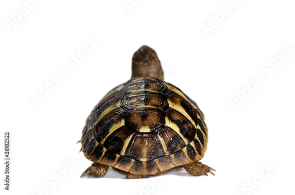 Obraz Młody żółw