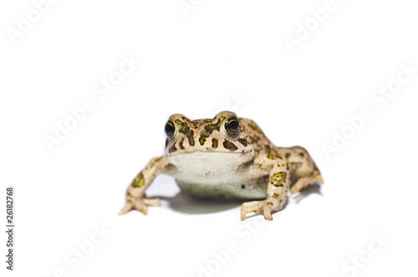 Obraz Frog
