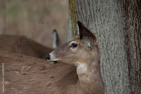 Obraz White tailed deer