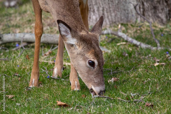 Obraz Deer feeding