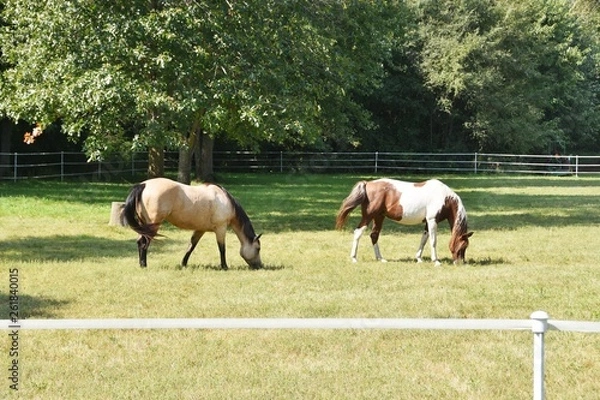 Obraz Two Horses Grazing