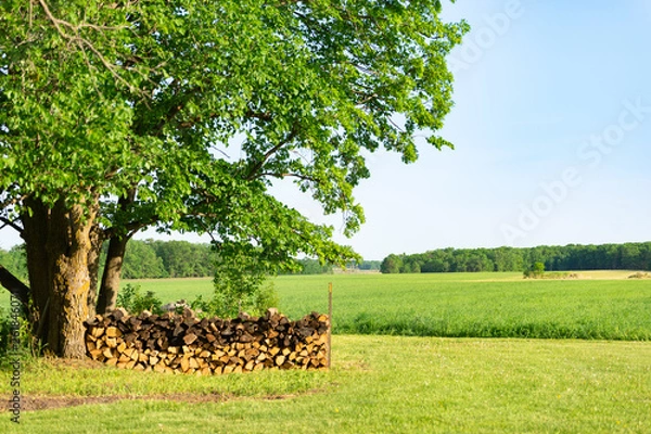 Fototapeta Farm Field