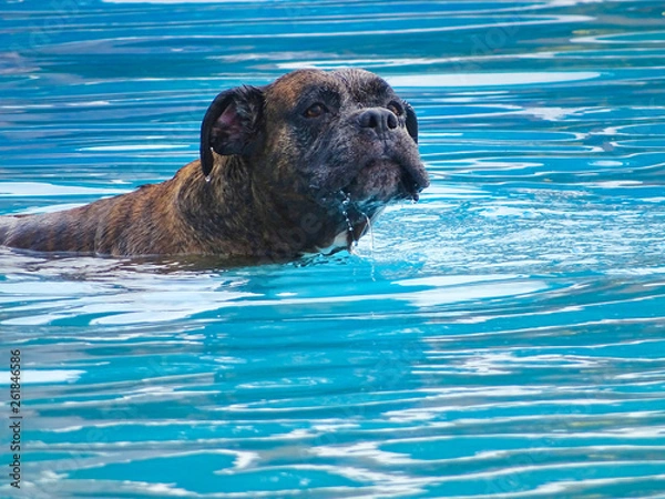 Obraz Swimming boxer dog
