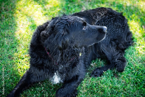 Fototapeta dog on grass