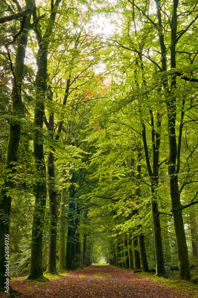 Obraz jesienny las leśny