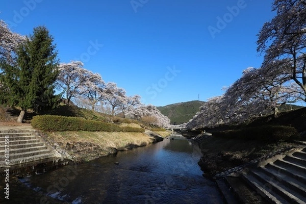 Obraz 鮎河の千本桜