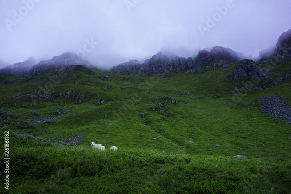 Obraz mountain-goats walk around them spellbinding landscape of Norwegian nature with high charming mountains and hills
