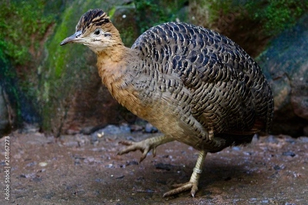 Fototapeta Tinamou