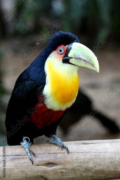 Fototapeta Aracari