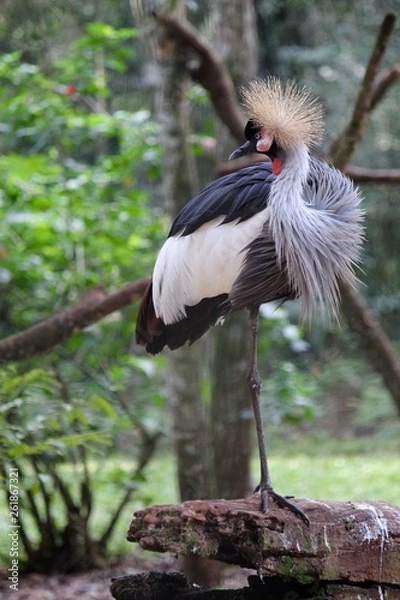 Fototapeta crowned crane