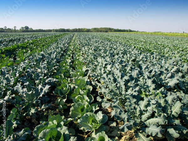Fototapeta cabbage and kohlrabi field