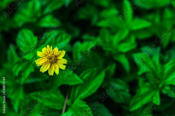 Fototapeta yellow flower in the garden