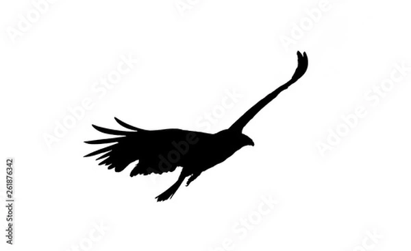Fototapeta Buzzard silhouette