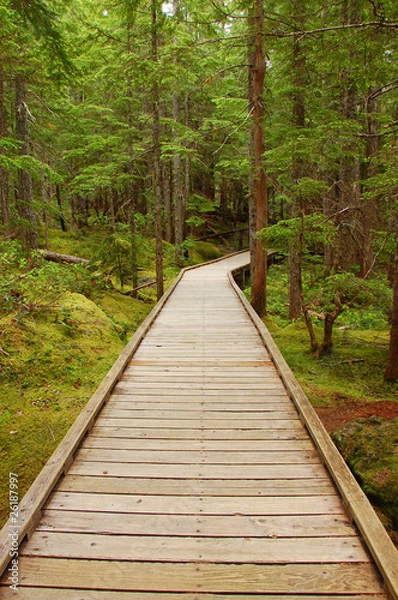 Obraz Forest boardwalk
