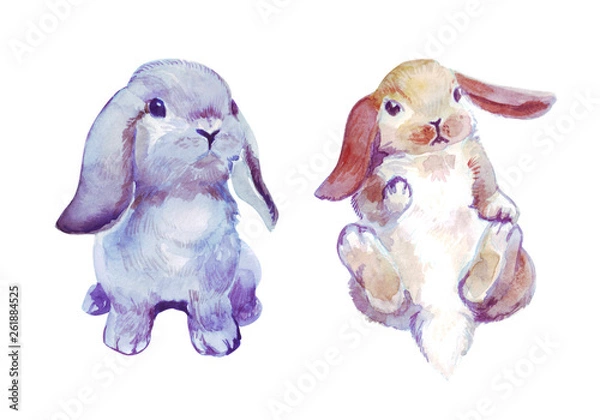 Fototapeta Watercolor hand drawn illustration of realistic cute little bunnies isolated on white background. A set of two cute easter rabbits