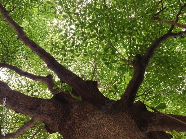 Fototapeta Under the tree