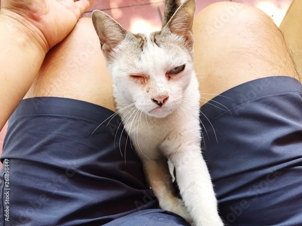 Fototapeta Silly cat