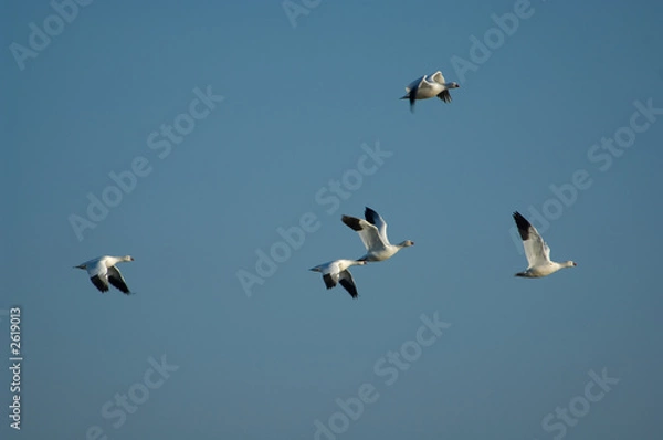 Obraz snow geese