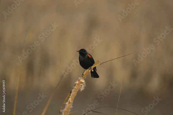Obraz red-winged blackbird