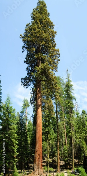 Obraz Sequoia Gigantica