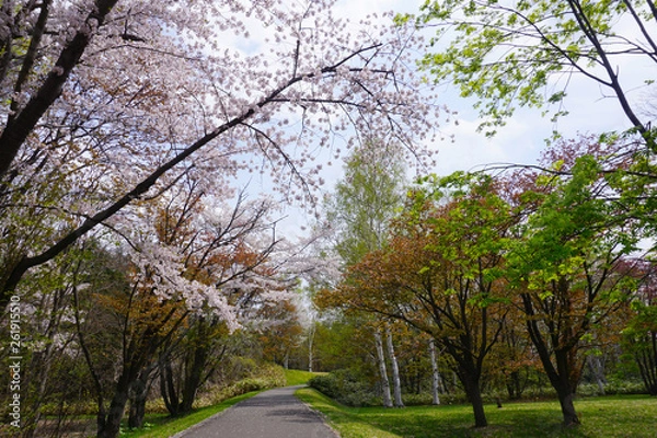 Fototapeta 鮮やかな道