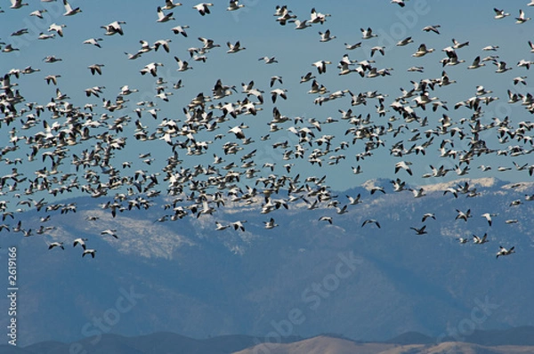 Obraz snow geese