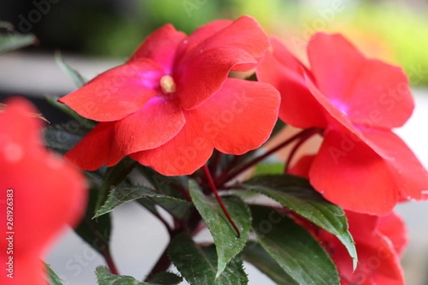 Obraz estas son diferentes tipos de flores y hojas, fotos tomadas en distintos lugares y jardines aqui podemos observar diferentes tipos,colores ,texturas y tamaños .           