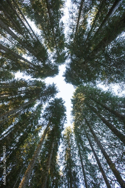 Fototapeta Forest canopy of dense spruce forest against blue sky, unique view from below.