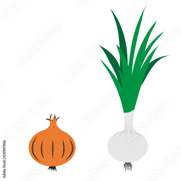 Fototapeta Vector illustration of painted onion and spring onion on white background. Symbol of vegetable, food,vegetarian,vegan.