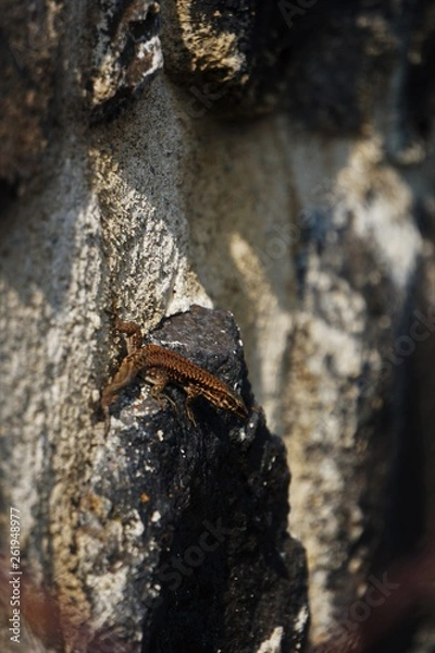 Obraz Lézard au soleil