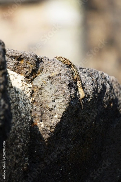 Fototapeta La langue du lézard