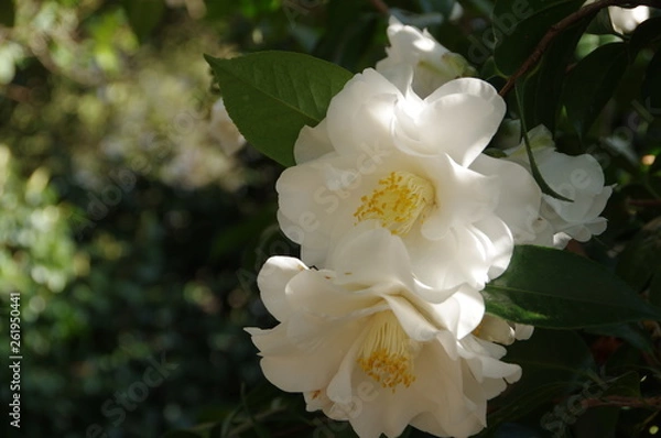 Obraz カメリア -ダッチェス・オブ・サザーランド-　ツバキ科ツバキ属