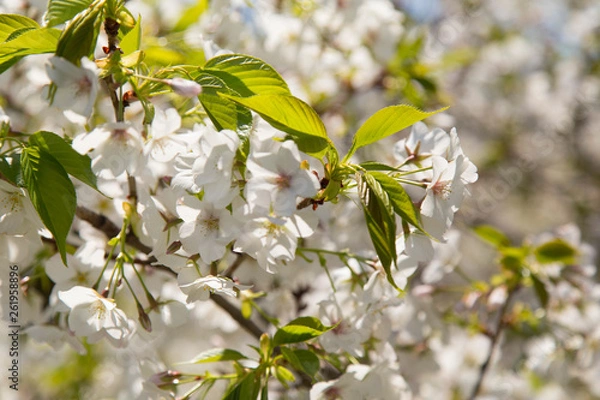 Obraz 青空に葉桜