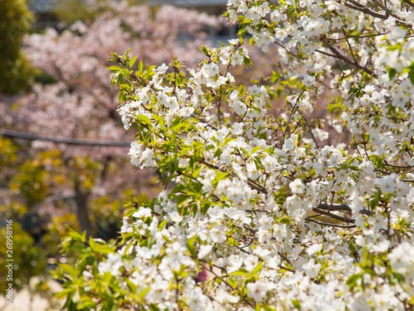 Obraz 青空に葉桜