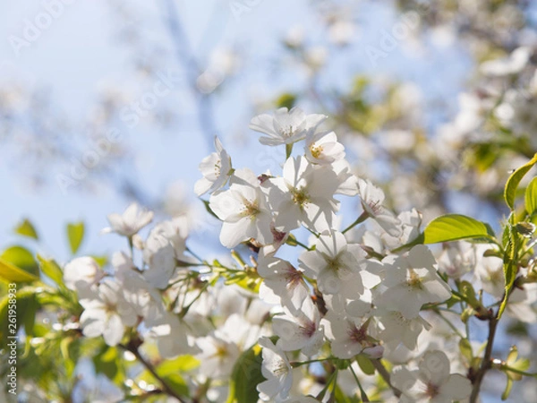 Obraz 青空に葉桜