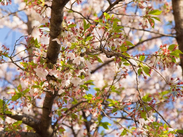 Obraz 青空に葉桜