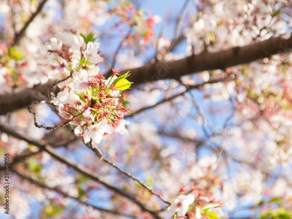 Obraz 青空に葉桜