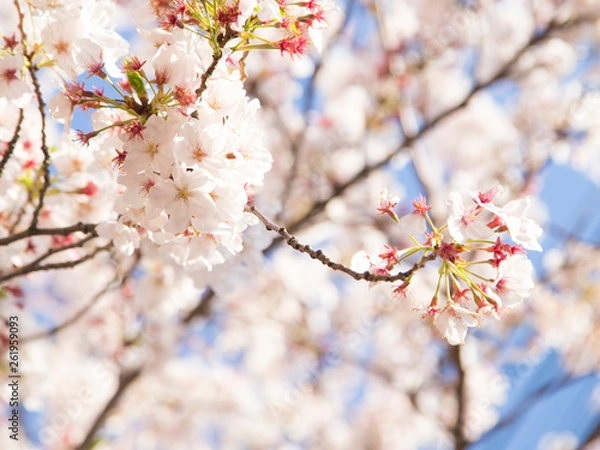 Obraz 青空に葉桜