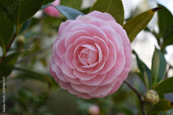 Obraz 花　ピンク