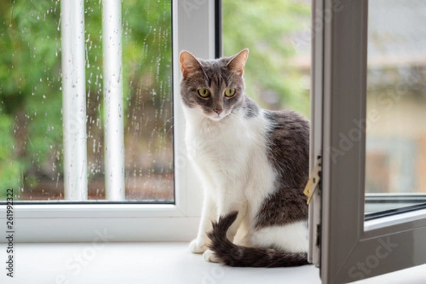 Fototapeta Cat sits on the windowsill near an open window, for which goes rain
