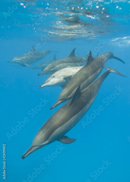 Fototapeta Schooling Spinner dolphins. Selective focus.