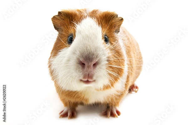 Obraz guinea pig
