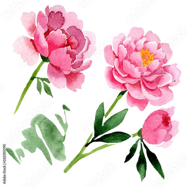 Fototapeta Pink peony floral botanical flowers. Watercolor background illustration set. Isolated peonies illustration element.