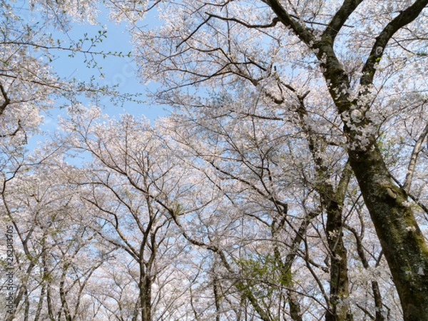Obraz Cherry Blossom Trees in Spring