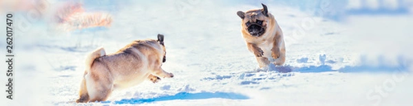 Obraz active dogs Pug running and playing in the snow on the nature. Panoramic view
