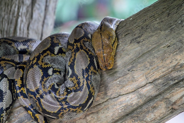 Fototapeta burmese python on stick tree at thailand